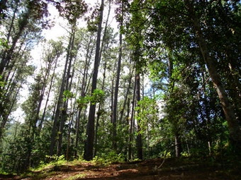 Pinar del Río participó en el XIII Congreso Forestal Mundial